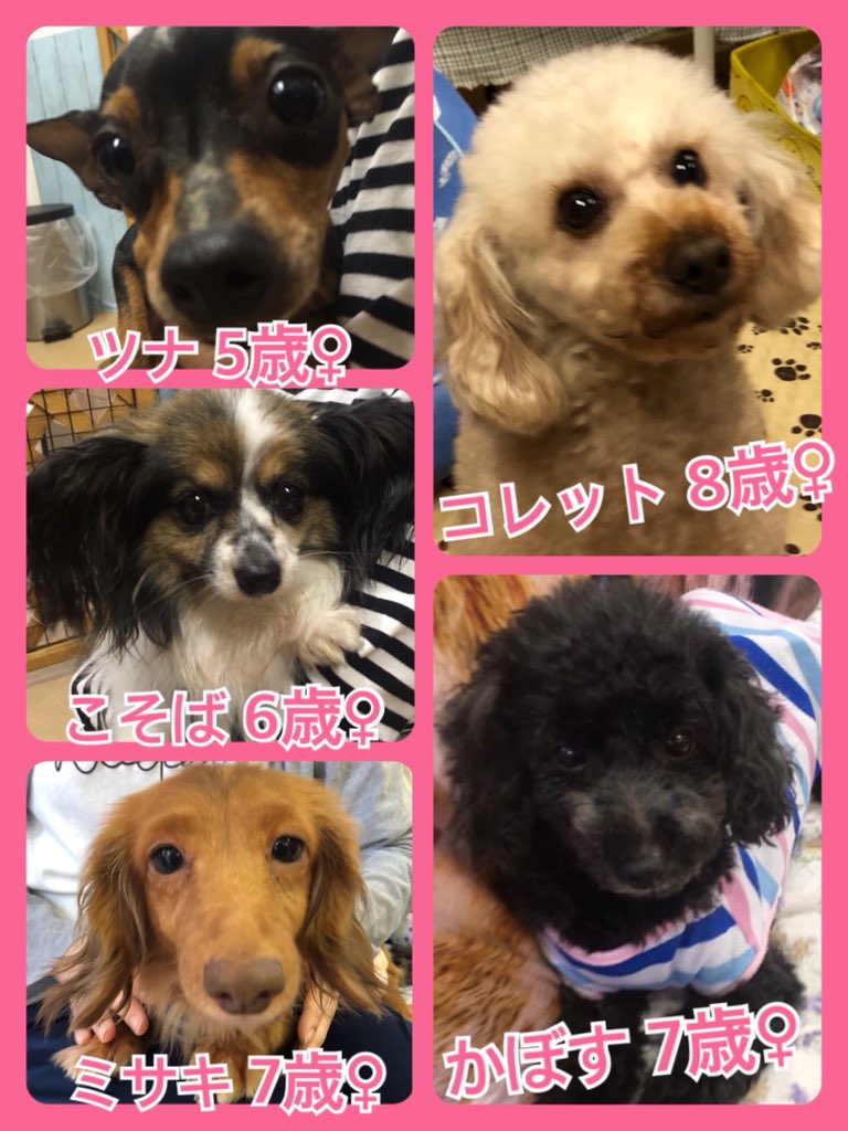 🐾今日の里親様募集中ワンコ🐶メンバーです🐾2019,6,25